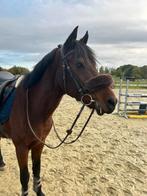 Knappe D pony ruin, Animaux & Accessoires, Poneys, Vermifugé, 11 ans ou plus, Hongre, Poney de récréation