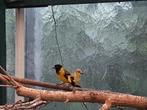 Koppel zwartkopsijs eigen kweek, Dieren en Toebehoren, Meerdere dieren, Wildzangvogel, Geringd