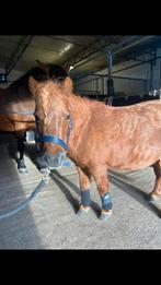 Tekoop hele brave shetlander merrie️, Dieren en Toebehoren, Merrie