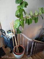 Très beau ficus elastica ou arbre a caoutchouc 1m80, Jardin & Terrasse, Enlèvement, En pot