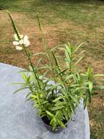 Physostegia Alba, Ophalen