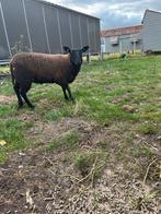 ooi te koop, Dieren en Toebehoren, Schapen, Geiten en Varkens, Vrouwelijk, Schaap, 0 tot 2 jaar
