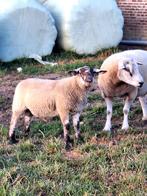 Dekrammen kruising  swifter-suffolk, Dieren en Toebehoren