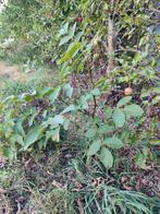 Walnotenboom, Tuin en Terras, Planten | Fruitbomen, Ophalen, Minder dan 100 cm, Herfst, Walnotenboom