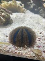 Mespilia Globulus zee egel