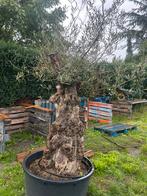 Olijfboom zeer dikke stam nog 2 beschikbaar, Tuin en Terras, Planten | Bomen, Ophalen, Olijfboom