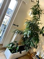 FICUS-planten, Huis en Inrichting, Ficus, 150 tot 200 cm, Halfschaduw, In pot