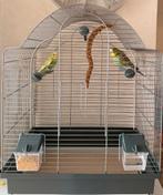 Parkieten, Dieren en Toebehoren, Vogels | Parkieten en Papegaaien, Geslacht onbekend, Parkiet