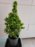 Picea glauca "piccolo”, Tuin en Terras, Planten | Tuinplanten, Ophalen