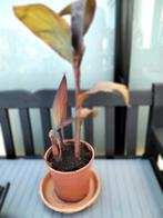 planten canna te koop aan 8 euro per pot, Tuin en Terras, Ophalen
