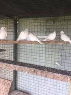 duiven, Animaux & Accessoires, Oiseaux | Pigeons