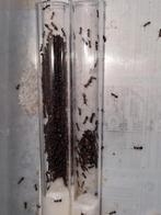 Camponotus lateralis 1q 400-500w | fourmis, colonie de fourm, Fourmis