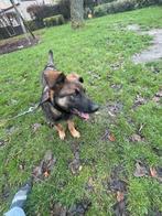 Belgische herder, Mechelse herder, kruis, Duitse herder, Dieren en Toebehoren, Honden | Herdershonden en Veedrijvers, België, Particulier