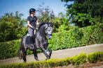 4 jarige springgefokte hengst (zie omschrijving), Dieren en Toebehoren, Springpaard, Gechipt, 3 tot 6 jaar, 165 tot 170 cm