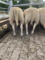 Lammeren - rammen  te koop, Dieren en Toebehoren, Schapen, Geiten en Varkens, Mannelijk, Schaap, 0 tot 2 jaar