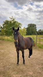 Halve stal gezocht, Dieren en Toebehoren, Paarden, Minder dan 160 cm, B, Ruin, 7 tot 10 jaar