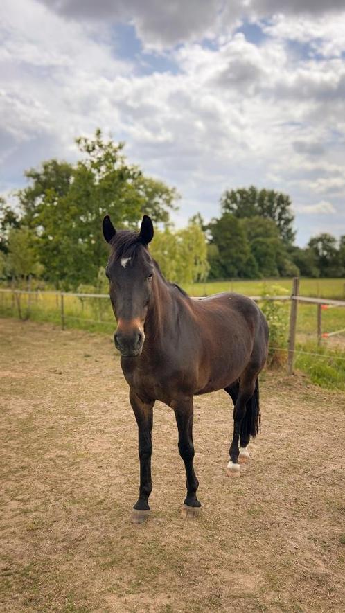 Halve stal gezocht, Dieren en Toebehoren, Paarden, Ruin, B, Minder dan 160 cm, 7 tot 10 jaar, Recreatiepaard