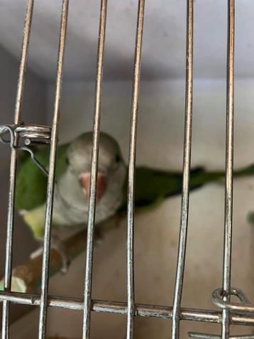 LIEVE HALF TAMME MUISPARKIET NU 120 EURO beschikbaar voor biedingen