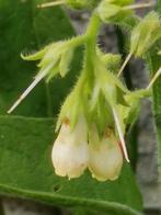 5 zaden smeerwortel met witte bloemen - vaste plant, Tuin en Terras, Verzenden, Halfschaduw, Zaad