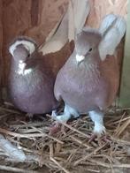 Mooie duiven tekla Koppel 50€
