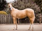Knappe AQHA/paint palomino merrie (2023), Dieren en Toebehoren, Merrie, Minder dan 160 cm, Gechipt, 0 tot 2 jaar