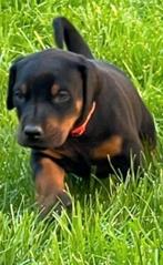 Dobermann puppy's te koop, Dieren en Toebehoren, België, Fokker | Hobbymatig, Overige rassen, 8 tot 15 weken