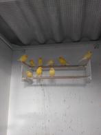 kanaries, Animaux & Accessoires, Oiseaux | Canaris, Femelle, Canari de couleur