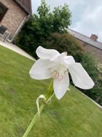 Bloeiende knolplant, Tuin en Terras, Planten | Tuinplanten, Ophalen, Vaste plant, Overige soorten, Halfschaduw