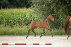 Chique merrieveulen, Dieren en Toebehoren, Paarden, Z