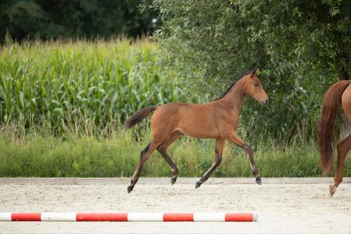 Chique merrieveulen, Dieren en Toebehoren, Paarden, Z