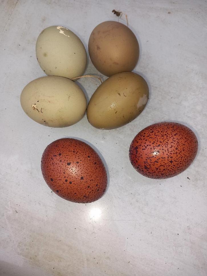 Marans kippen en olijflegger, Dieren en Toebehoren, Pluimvee