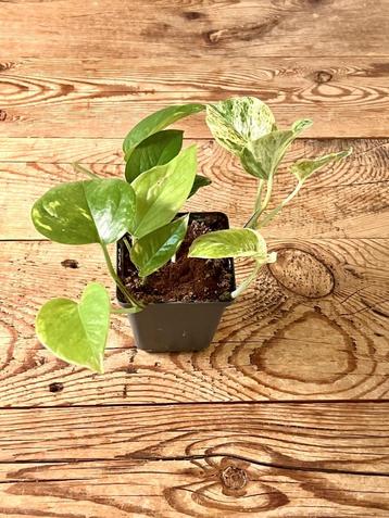 Mooie Epipremnum aureum stekjes beschikbaar voor biedingen