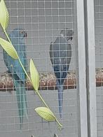 Couple de perruche à colier, Dieren en Toebehoren, Vogels | Parkieten en Papegaaien, Parkiet