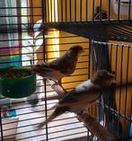 2 knappe harlekijnkoppels.vogels van 1 jaar.mt/zonder kooien