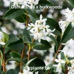 Osmanthus burkwoodii 100/125, Tuin en Terras, Planten | Struiken en Hagen, Haag, Ophalen
