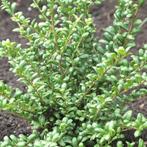 Japanse hulst / Ilex crenata 'Convexa', Jardin & Terrasse, Plantes | Arbustes & Haies, Enlèvement, Houx