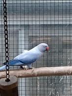 Perruche à collier, violette, opaline, queue pâle fendue, po, Bagué