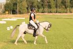 Knappe B-Sportpony te koop, Dieren en Toebehoren, Gechipt, B, Ruin, Dressuurpony