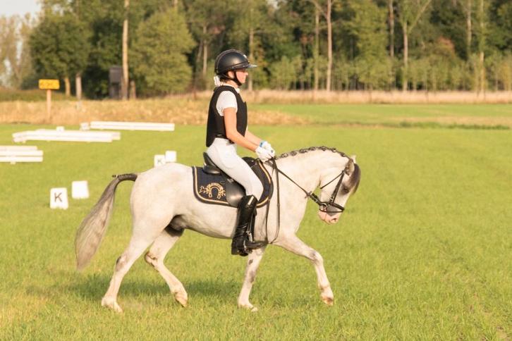 Knappe B-Sportpony te koop, Dieren en Toebehoren, Pony's, Ruin, B, B pony (1.17m tot 1.27m), Dressuurpony, 3 tot 6 jaar, Gechipt