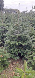 kerstbomen te koop, Ophalen, Overige soorten