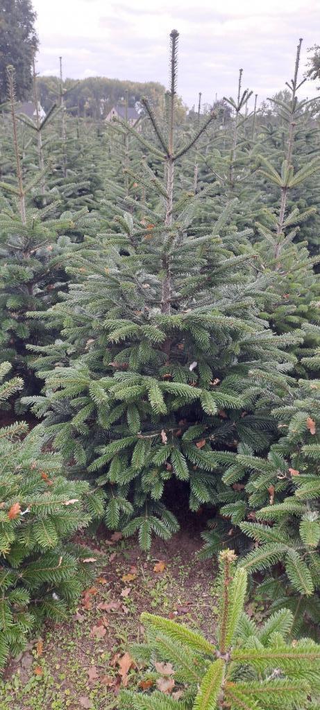 kerstbomen te koop, Tuin en Terras, Planten | Bomen, Overige soorten, Ophalen