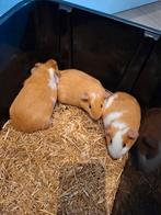 3 buff bonte cavia broers, Animaux & Accessoires, Rongeurs, Octobre, Plusieurs animaux, Cobaye