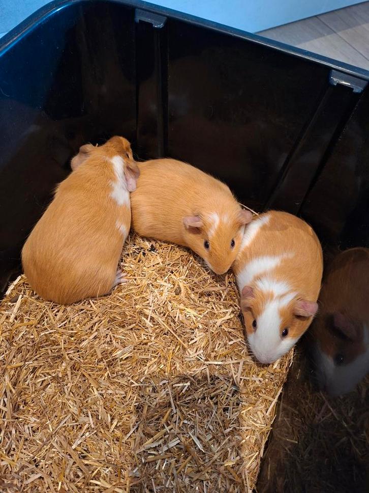 3 buff bonte cavia broers, Animaux & Accessoires, Rongeurs, Plusieurs animaux, Cobaye, Octobre
