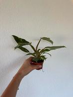 Philidendron White Princess, Ophalen of Verzenden
