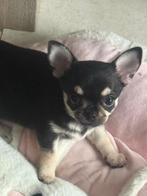 Chihuahua korthaar FCI, Dieren en Toebehoren, België, Fokker | Hobbymatig, Reu, CDV (hondenziekte)