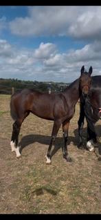 Betaalbaar premie bwp merrie veulen, Dieren en Toebehoren, Paarden, Merrie, Springpaard, Gechipt, Niet van toepassing