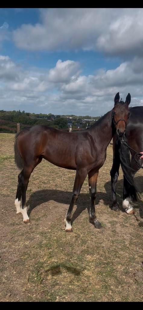 Betaalbaar premie bwp merrie veulen, Dieren en Toebehoren, Paarden, Merrie, Niet van toepassing, 165 tot 170 cm, 0 tot 2 jaar