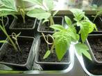 tomatenplanten, Jardin & Terrasse, Plantes | Jardin, Enlèvement