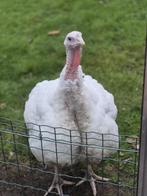 kalkoenen, Dieren en Toebehoren, Pluimvee
