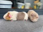 Jonge teddy cavia’s, Dieren en Toebehoren, Cavia